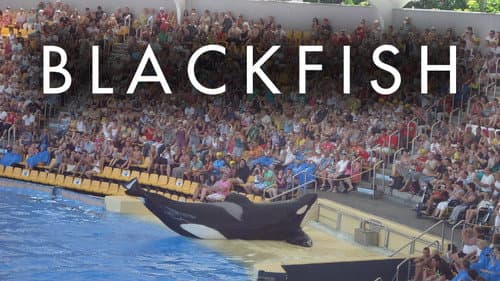 Blackfish still