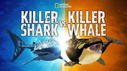 Killer Shark Vs. Killer Whale still