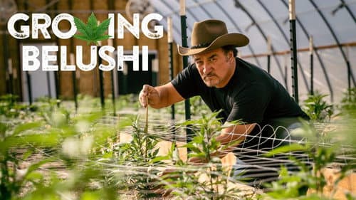 Growing Belushi still