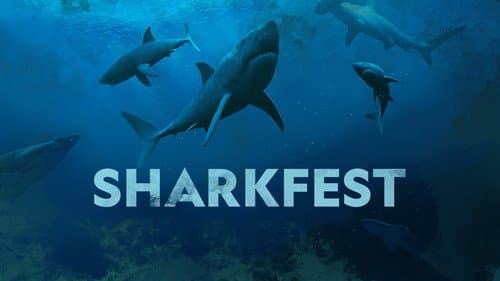 Sharkfest still