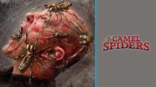 Camel Spiders still