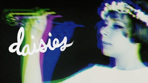 Daisies still
