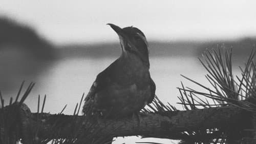 Twin Peaks still