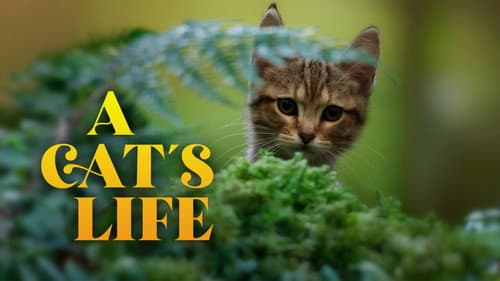 A Cat's Life still