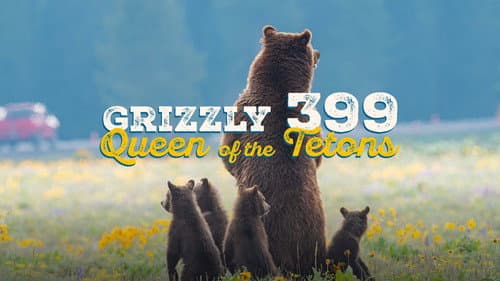 Grizzly 399: Queen of the Tetons still