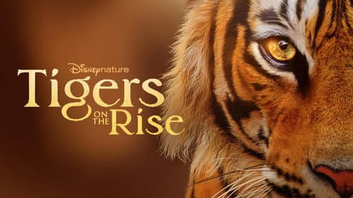 Tigers on the Rise still