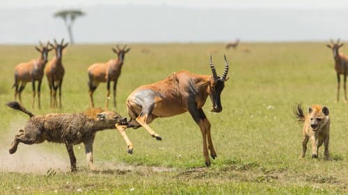 The Hyena Clan still
