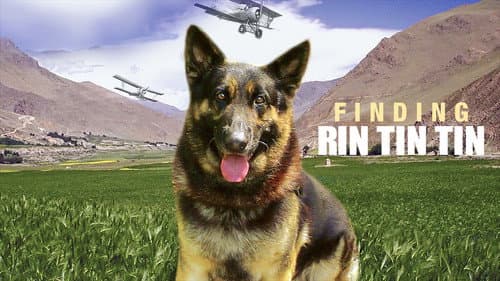 Finding Rin Tin Tin still