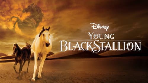 Young Black Stallion still
