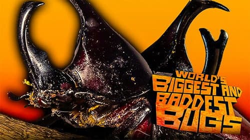 The World's Biggest and Baddest Bugs still