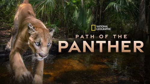 Path of the Panther still