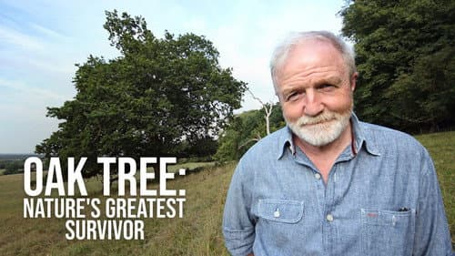 Oak Tree: Nature's Greatest Survivor still