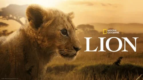 Lion still