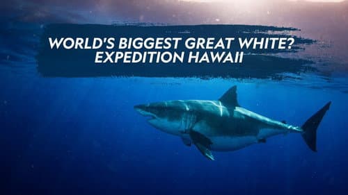 World's Biggest Great White? still