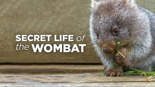 Secret Life of the Wombat still