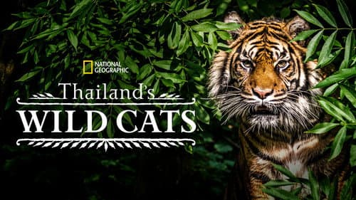 Thailand's Wild Cats still
