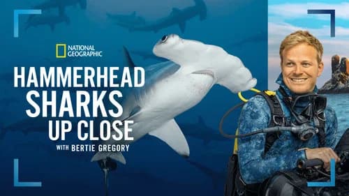 Hammerhead Sharks Up Close with Bertie Gregory still
