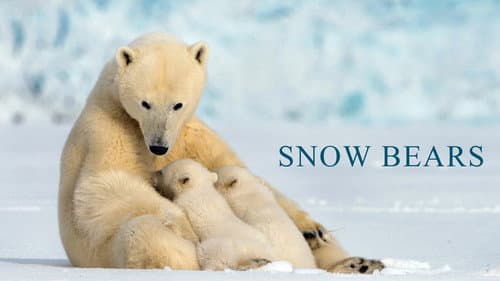 Snow Bears still