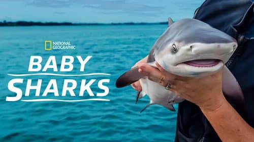 Baby Sharks still