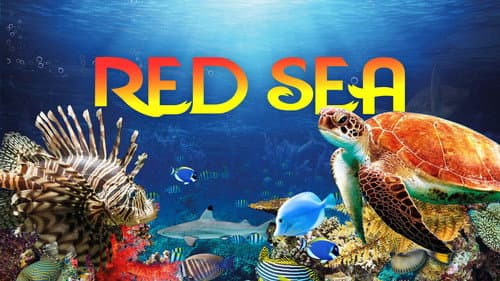 Red Sea still
