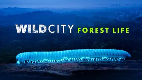 Wild City still