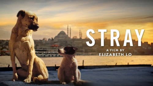 Stray still
