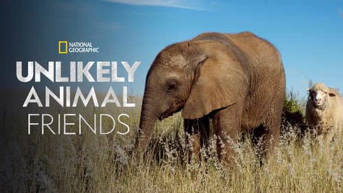 Unlikely Animal Friends still