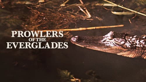Prowlers of the Everglades still