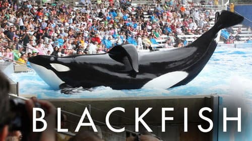 Blackfish still