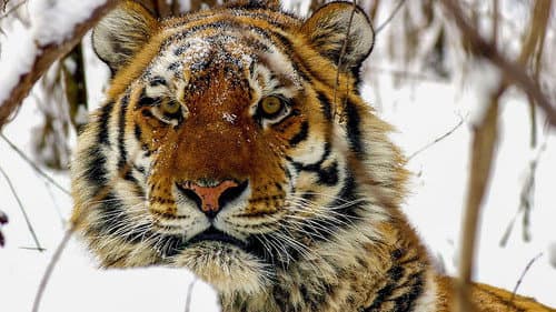 Operation Snow Tiger still