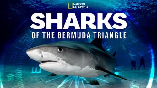 Sharks of the Bermuda Triangle still