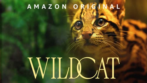 Wildcat still