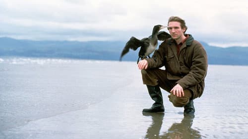 The Cormorant still