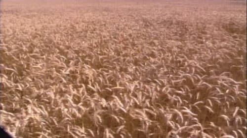 End of the Harvest still