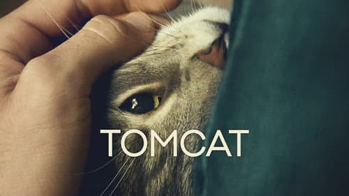 Tomcat still