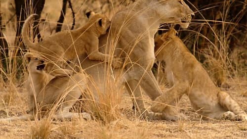 Lion Country: Night and Day still
