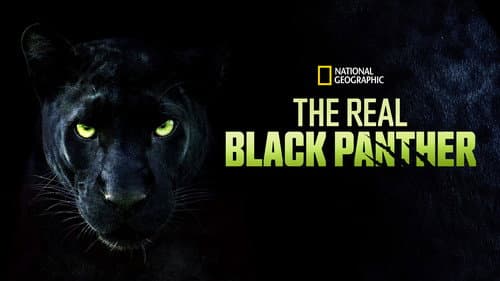 The Real Black Panther still