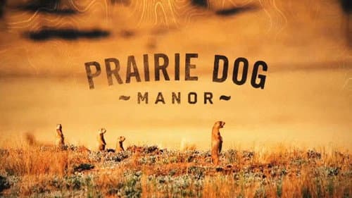 Prairie Dog Manor still