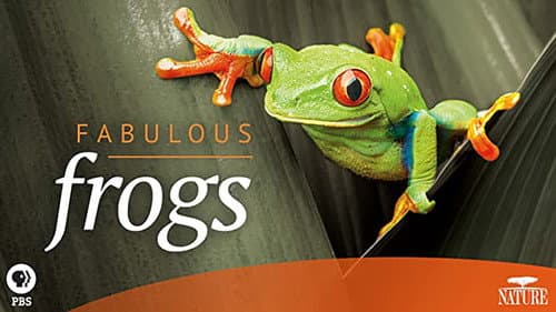 Fabulous Frogs still