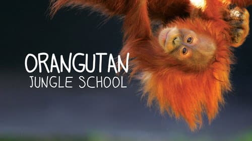 Orangutan Jungle School still