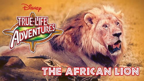 The African Lion still