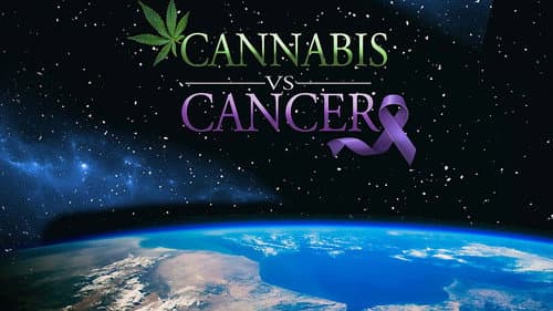 Cannabis vs. Cancer still