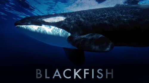 Blackfish still