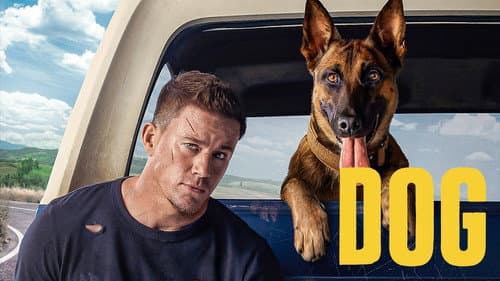 Dog still