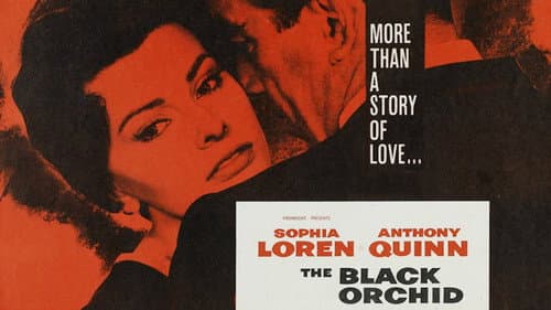 The Black Orchid still