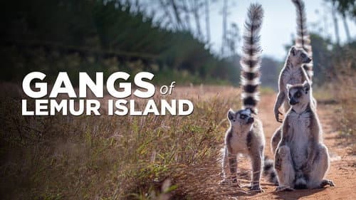 Gangs of Lemur Island still