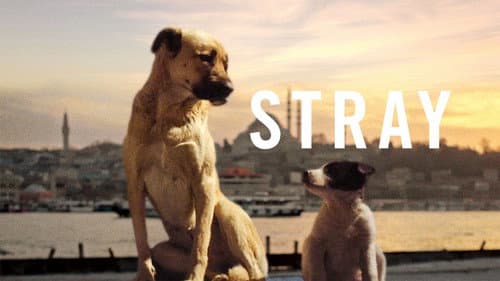 Stray still