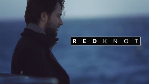 Red Knot still