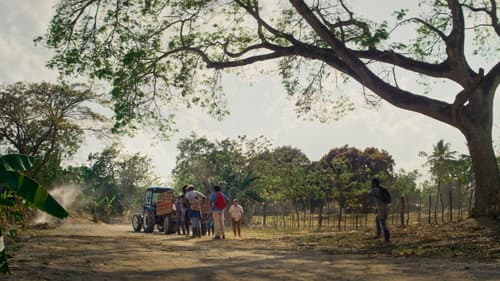 Platanero still
