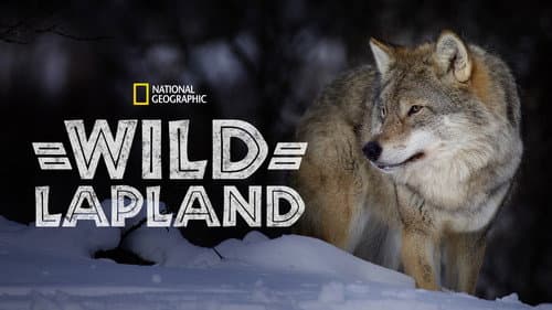 Wild Lapland still
